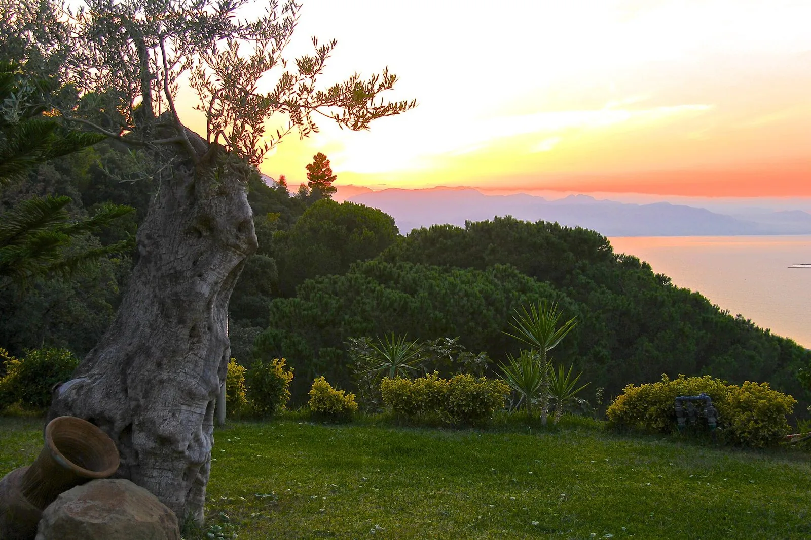 Un olivo secolare al tramonto nella campagna siciliana